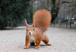 red-squirrel-4